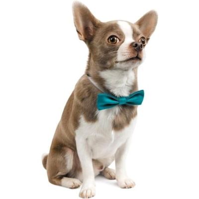Бабочка для собак Pet Fashion размер XS-M бирюзовая