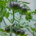 Tomato King