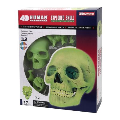 Об'ємна модель 4D Master Череп людини (FM-626113)