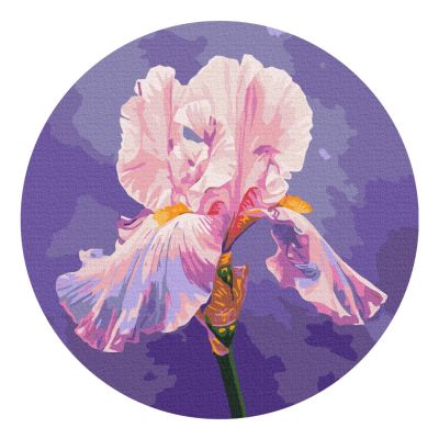 Картина за номерами Brushme Рожевий ірис (RC00078M)