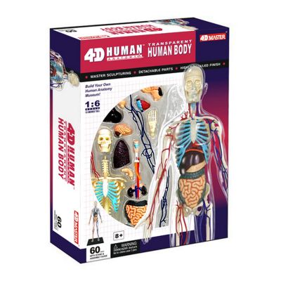 Об'ємна модель 4D Master Тіло людини прозоре (FM-626204)