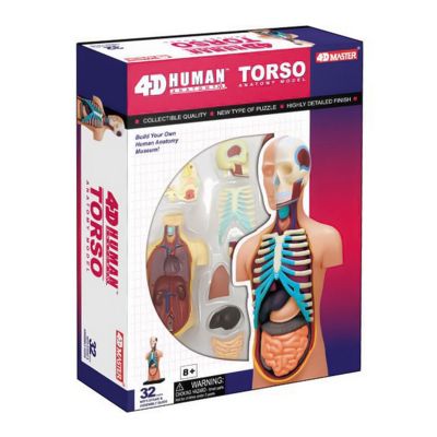 Об'ємна модель 4D Master Тулуб людини (FM-626003)