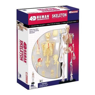 Об'ємна модель 4D Master Скелет людини (FM-626011)