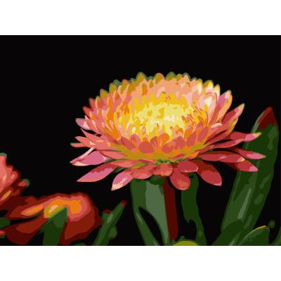 Картина за номерами Strateg Квітка гербери на чорному фоні 30 х 40 (FH-28)