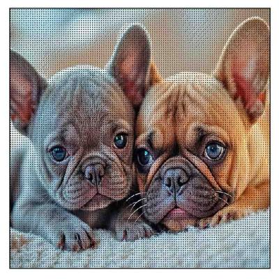 Алмазна картина Strateg Два бульдлжки (4823113897857)